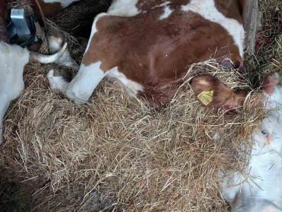 Opšta poljoprivredna zadruga Tarevci