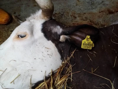 Opšta poljoprivredna zadruga Tarevci