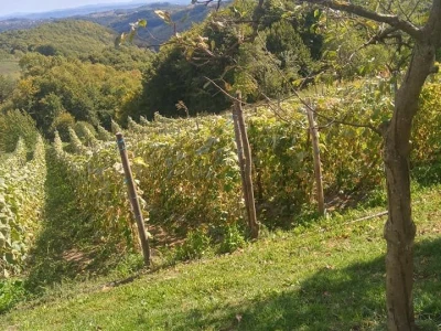 Mehić: Kada bi se domaći proizvodi više cijenili, nama poljoprivrednicima bi bilo puno lakše