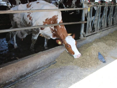 Milk taksi nove generacije stigao na PD "Semberija"