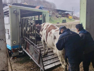 Milorad Arsenić prodao 23 grla s farme
