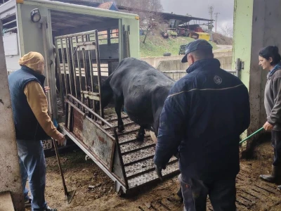 Milorad Arsenić prodao 23 grla s farme