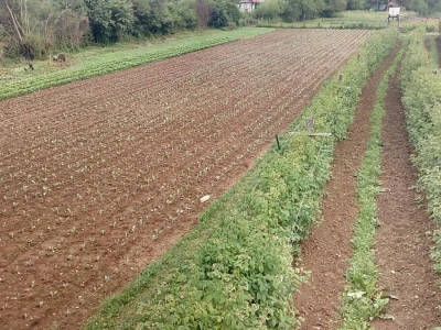 Mještani naselja Dražev Dolac ne odustaju od uzgoja kupusa