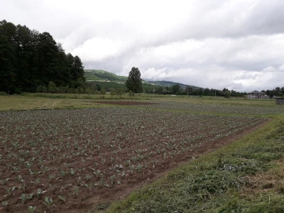 Mještani naselja Dražev Dolac ne odustaju od uzgoja kupusa