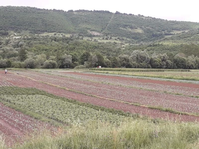 Mještani naselja Dražev Dolac ne odustaju od uzgoja kupusa