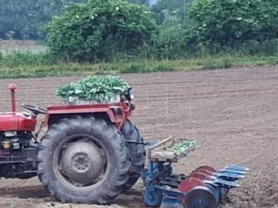 Mještani naselja Dražev Dolac ne odustaju od uzgoja kupusa