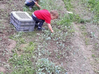 Mještani naselja Dražev Dolac ne odustaju od uzgoja kupusa