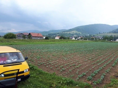 Mještani naselja Dražev Dolac ne odustaju od uzgoja kupusa