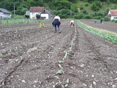 Mještani naselja Dražev Dolac ne odustaju od uzgoja kupusa