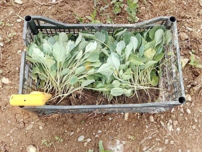 Mještani naselja Dražev Dolac ne odustaju od uzgoja kupusa