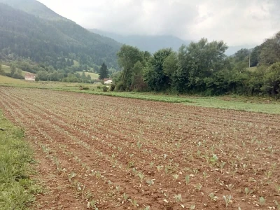 Mještani naselja Dražev Dolac ne odustaju od uzgoja kupusa