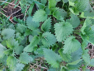 Mlada kopriva i priprema čorbice