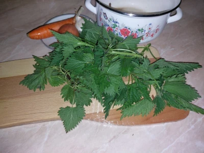 Mlada kopriva i priprema čorbice
