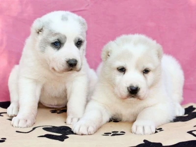 Dečko iz "DJOMLA`S AMSTAFF"