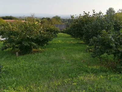 Mladi Prijedorčanin uzgaja lješnike i orahe