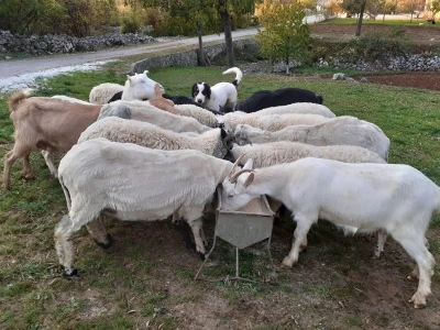 Mladi stočar iz Blaževića