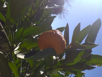 Mogu li mandarine masovnije u Hercegovini?
