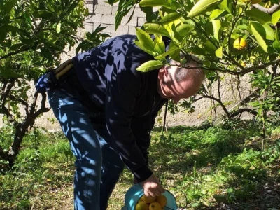 Mogu li mandarine masovnije u Hercegovini?