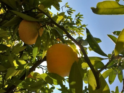 Mogu li mandarine masovnije u Hercegovini?