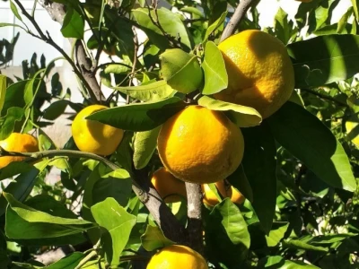 Mogu li mandarine masovnije u Hercegovini?