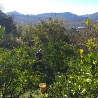 Mogu li mandarine masovnije u Hercegovini?