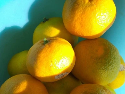 Mogu li mandarine masovnije u Hercegovini?