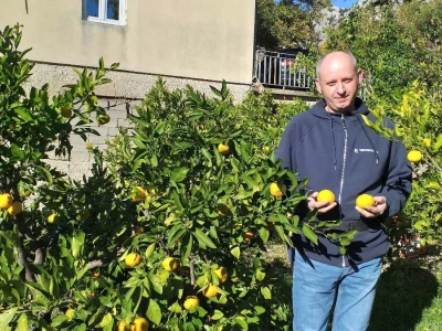 Mogu li mandarine masovnije u Hercegovini?