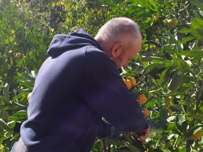 Mogu li mandarine masovnije u Hercegovini?