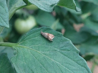 Moljac paradajza