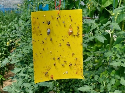 Moljac paradajza