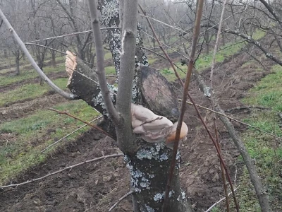 Monilia na šljivama