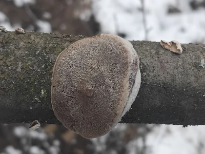 Monilia na šljivama