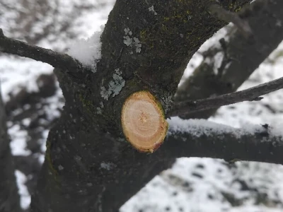Monilia na šljivama