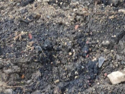 Mstarski pčelari zabrinuti zbog uginuća pčela