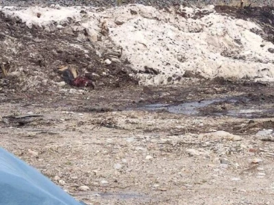 Mstarski pčelari zabrinuti zbog uginuća pčela
