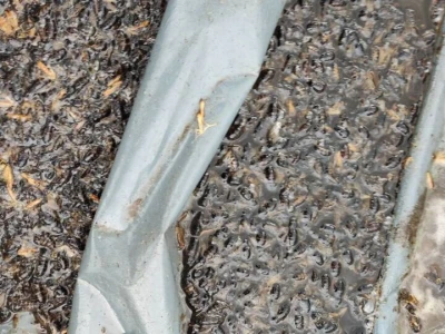 Mstarski pčelari zabrinuti zbog uginuća pčela