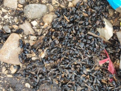 Mstarski pčelari zabrinuti zbog uginuća pčela