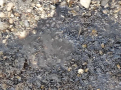 Mstarski pčelari zabrinuti zbog uginuća pčela