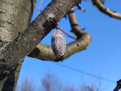 Mumije na plodovima voćaka