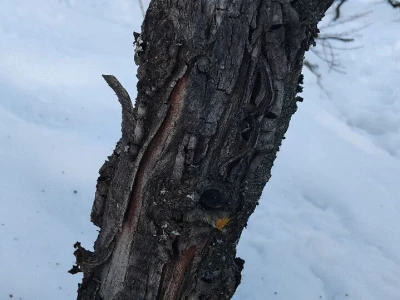 Mumije na plodovima voćaka