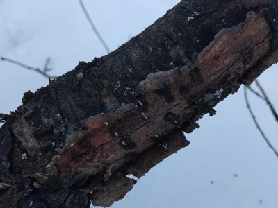 Mumije na plodovima voćaka