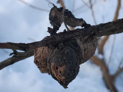 Mumije na plodovima voćaka