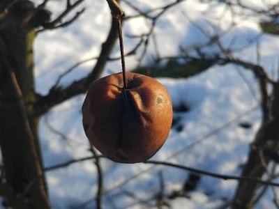 Mumije na plodovima voćaka