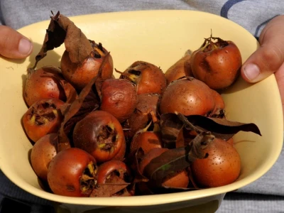 MUŠMULA