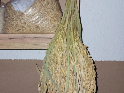 "Muzej sjemena" Zavidovići