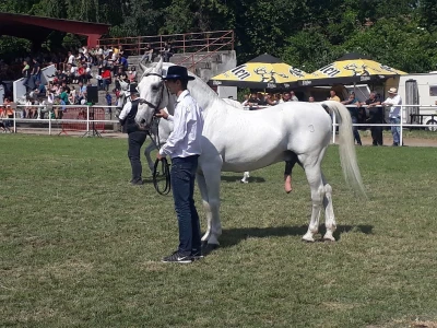 Nagrađivani konji Siniše Paunovića iz Surduka