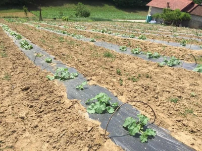 Najtraženija u Bosanskoj krajini: Čutina lubenica i u 2019.