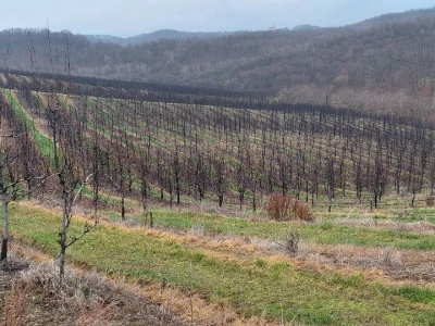 Napad kruškine buve