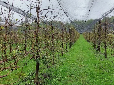 Navodnjavanje voća