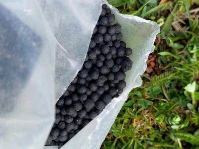 Ne ostavljati cvjetove na mladim borovnicama